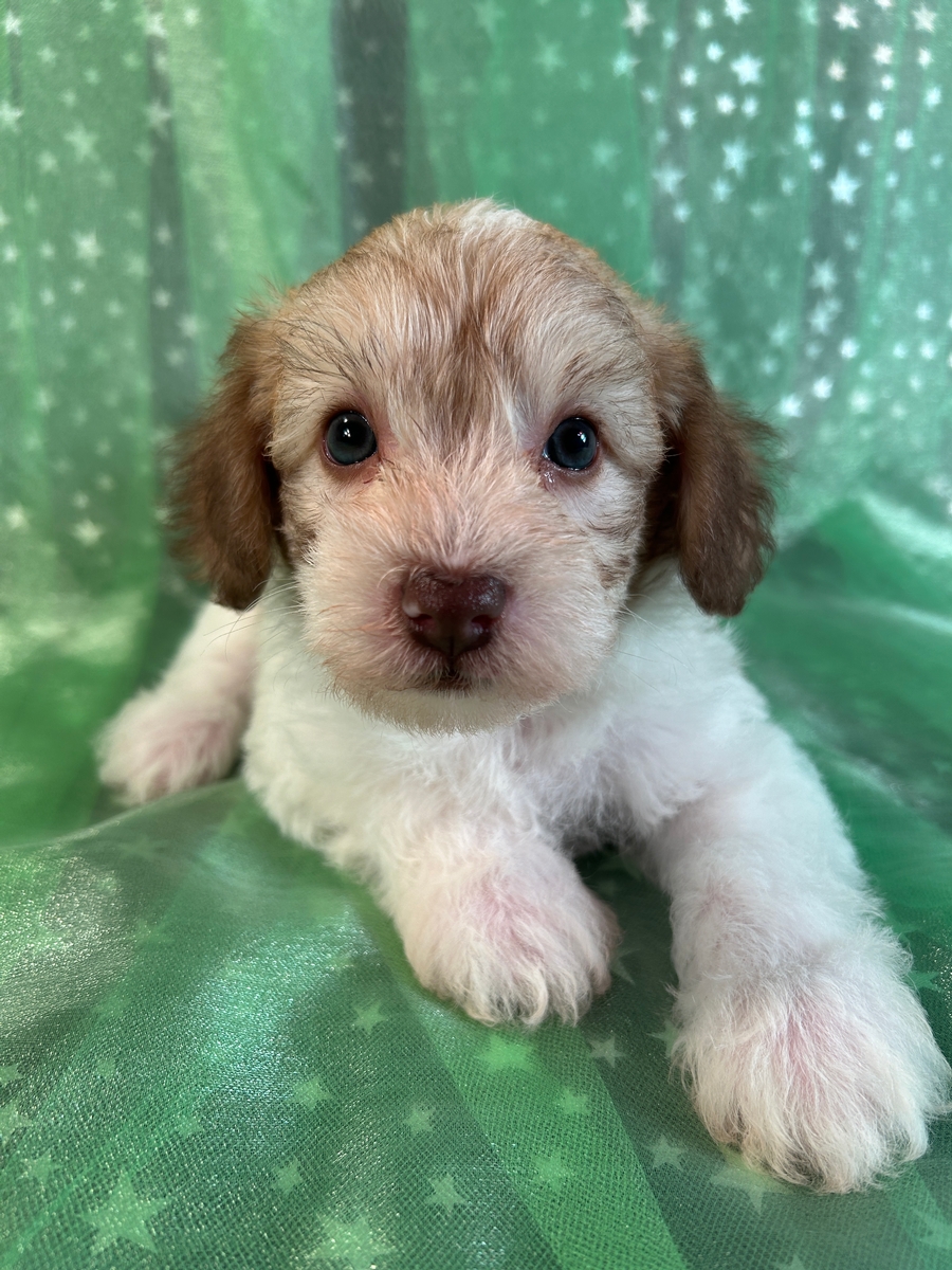 New Lower Price!  Male Schnoodle Puppy for Sale Born 6-4-2024 $500